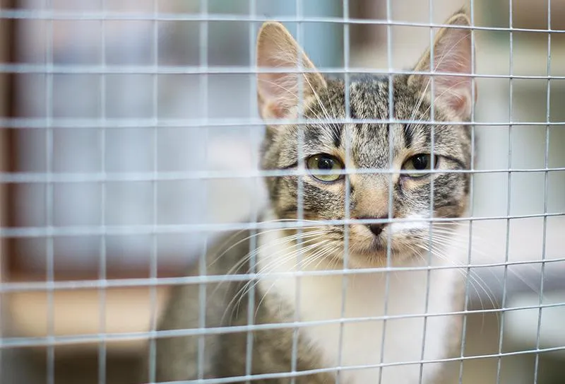 Kotek w klatce zabawka – klucz do bezpiecznej zabawy i rozwoju dziecka