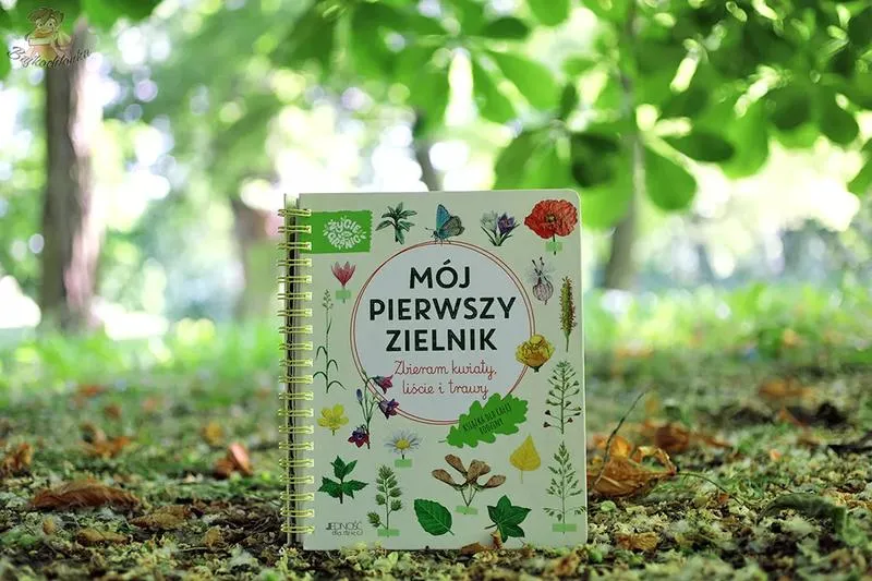 Zioła do zielnika szkolnego – proste w zbiorze i łatwe do suszenia